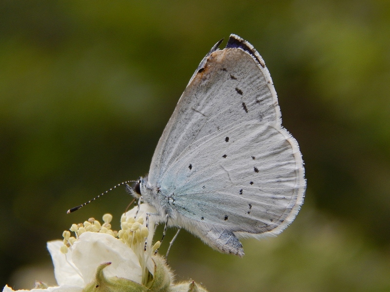 Celastrina argiolus ?